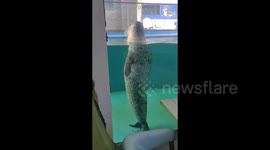 Seal goes viral for standing to attention like a soldier with rigid military-like stance