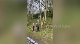 Cat stuck 20ft up tree for NINE days after hitching a ride to the tip