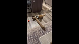 Cat Waits for Toy Dog to Eat First