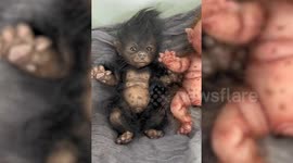 USA: Cuddly Little WerePups :  Fantastical Fusion of Horror and Artistry