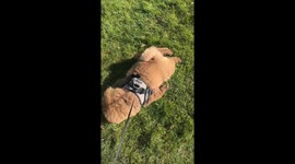 Lazy Dog Flops Down For Mid-Walk Nap