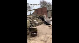 Mischievous porcupines scamper across enclosure with keepers' tools
