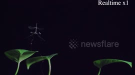 US: RoboBee Gets Crane Fly Inspired Legs For Soft Landings