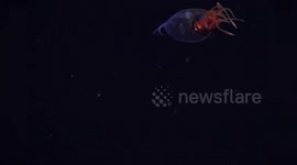 US: First Confirmed Footage Of A Colossal Squid Captured By Scientists