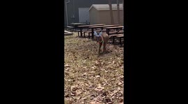 Ears, Eggs, and Adorable Antics: Goat Steals Show at Toronto Zoo Easter Weekend