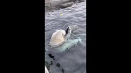 Siku the Polar Bear Finds New Favorite Pool Toy at The Calgary Zoo