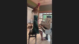 Chicken balances on woman's head as she plays piano
