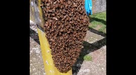 Touching a swarm of honeybees with no gloves!!