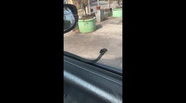 Green tree snake appears on car window