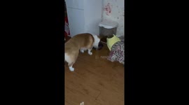 Smart dog pours water on dry food before eating in Chongqing, China
