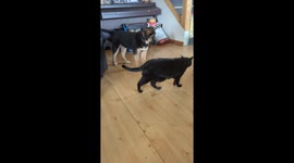 Cat signals dog to sit in Golden, British Columbia