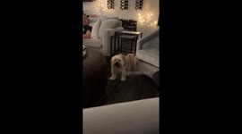 Dog demands attention from parents in video