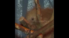 Adorable New Arrival: Baby Porcupette Thrives at Milwaukee County Zoo