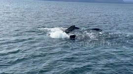 Humpback Whales Feed In Prince William’s Sound