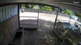 Horse and chickens react to San Diego quake