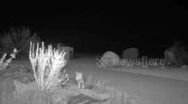 US: Rare Kit Fox Family Captured On Trail Cam In California