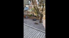 Caught in the Act: Mischievous Puppy Destroys Garden, Pretends He’s Innocent