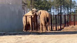 Bull Elephants Artie and Osh Bond Through Natural Sparring Behavior