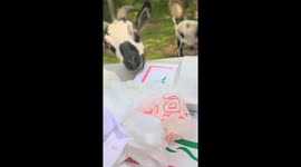 A Sneaky Goat stealing a Couples picnic on a Farm in North Carolina.