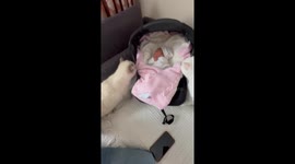 Paws, sniffs, and baby kicks: A first meeting to remember