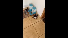 Puppy found sleeping in food bowl in Goiânia