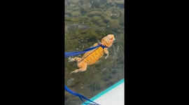 Tailless bearded dragon swims energetically in California, USA