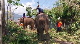Elephants help with storm recovery in Thailand work by removing debris