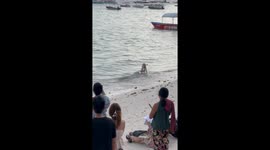 Excited local dog steals the show skimboarding in Panglao, Philippines