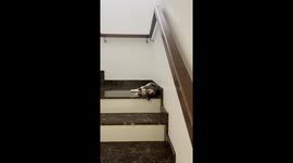 Liquid Cat Slides Down Stairs