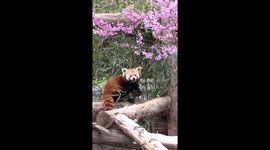 Winnie the Red Panda Delights Among Blooming Redbuds at Saint Louis Zoo