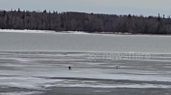 Bald Eagle Fights off Seagulls for Fish