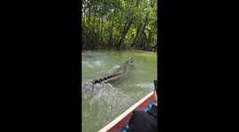 Huge crocodile appears alongside ferry as teachers travel home