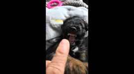 7 week old Working Border Terrier Puppy  with attitude Devil Dog