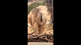 Elephant uses her trunk to scratch her itchy eye