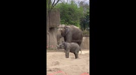 Asian elephant calf make public debut at Saint Louis Zoo