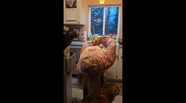 Cat jumps on back, then dog takes its place