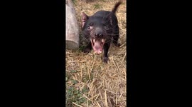 Tasmanian devil makes sounds during interaction in Tasmania