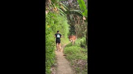 Cow is seriously unhappy with walker and dog crossing his path