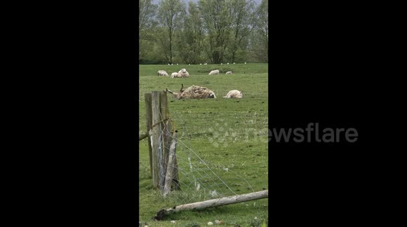 Neighbours team up to help rescue sheep so woolly it couldn't stand up