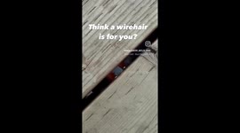 Trapped! Moab the wirehair's wild chase under the deck sparks dramatic search