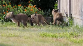 Red fox cub siblings enjoy rough-and-tumble playfighting in Kent, UK