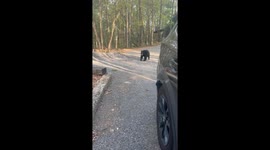Snackless and slightly annoyed: Bear crashes family moment