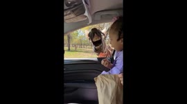 Toddler startled by zebra at car window in Jacksonville, Texas
