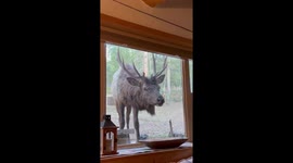 Deer peers through glass in Evergreen, Colorado