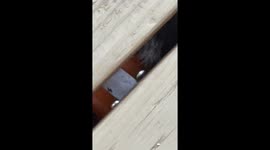 Trapped! Moab the wirehair's wild chase under the deck sparks dramatic search