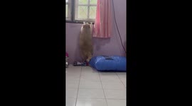 Raccoon tries to make an escape by climbing window