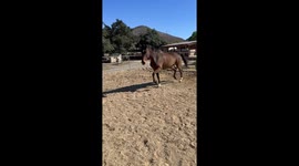 Horse runs around farting before falling in San Diego