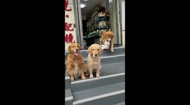 Dog Drags Cat Outside For Pictures