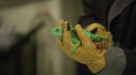 US: Critically Endangered Fijian Iguanas Rescued From Trafficking Arrive at San Diego Zoo