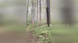 US: Haoe Lead Fire Passes 3,000 Acres Joyce Kilmer Memorial Forest Trees Remain Safe